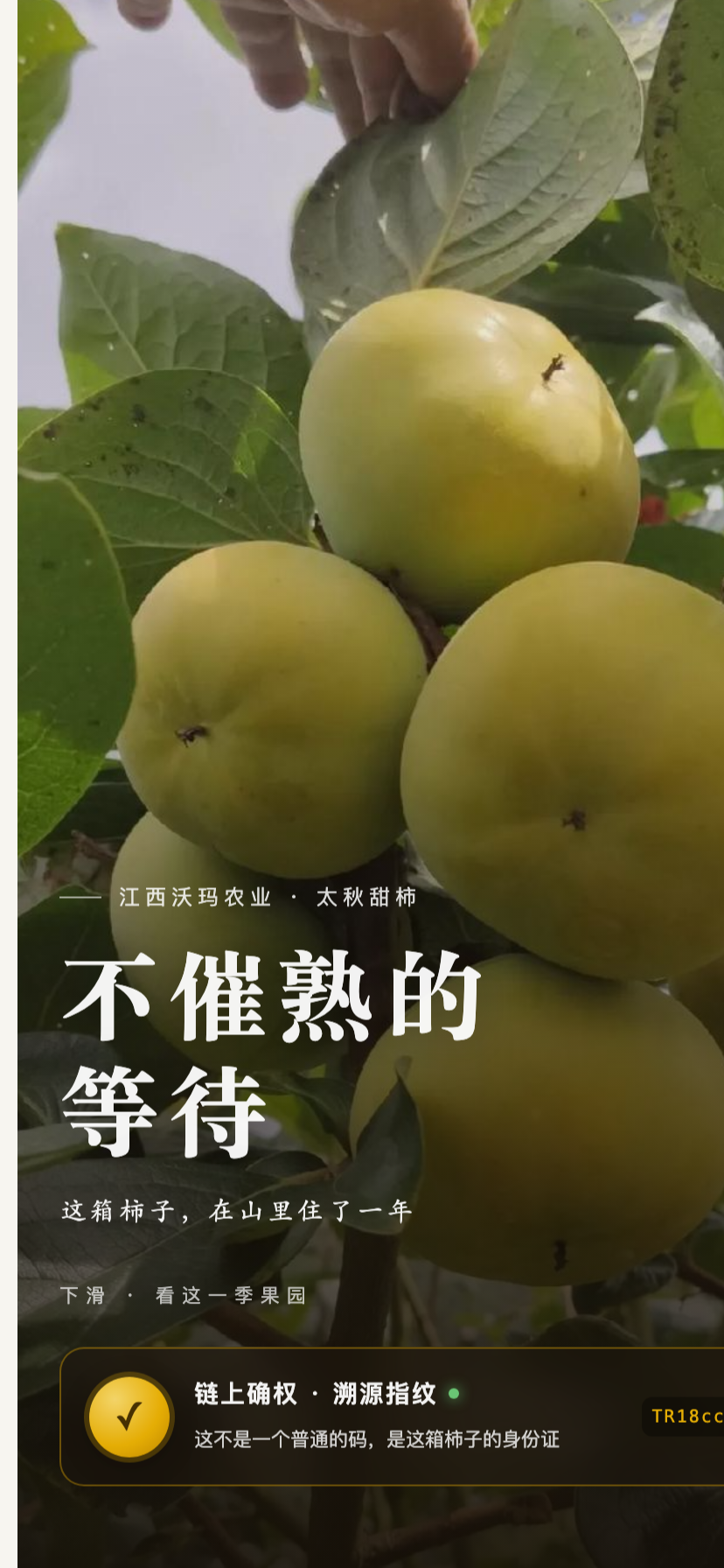 消费者扫码溯源落地页（沃玛农业 · 太秋甜柿）